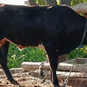 öküz