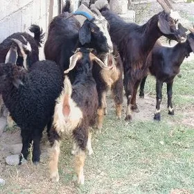 Ekiz Owlakly Geci