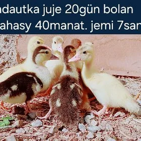 indautka juje