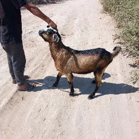 teke owlaklar