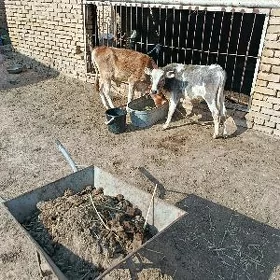 okuzceler