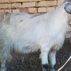 Teke geci