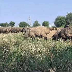 işşek