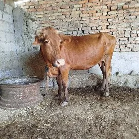 sygyr bogaz