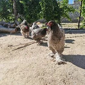 brama