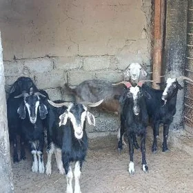 GEÇI