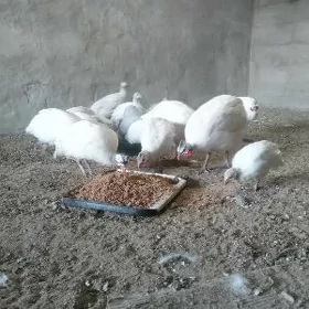 Yumurtga sizarka