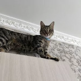 Pisik berjek/ отдам кота/кот