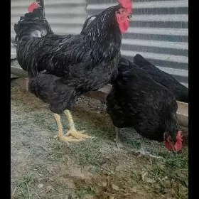 Jersiy gigant