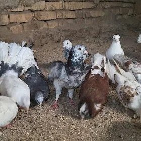 kepderi