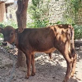 öküzce