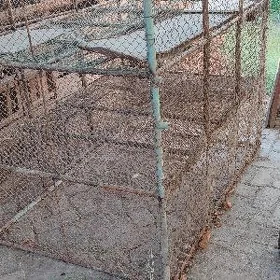 Towşan Ketek