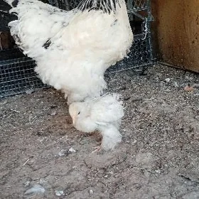 brama