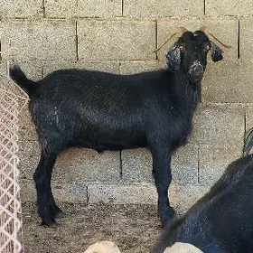 geci