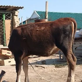 TÜWE ȘWES TOHUM. ARASSA