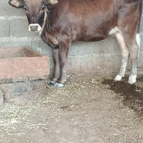 arassa şwes tuwe