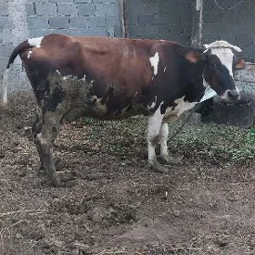 sygyr