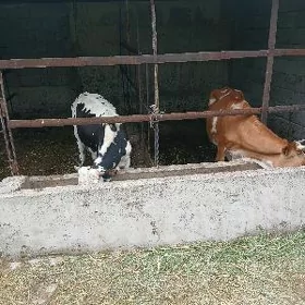 Öküz