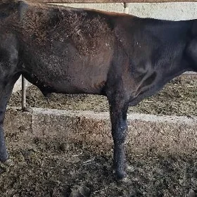 Arassa şvet öküz 