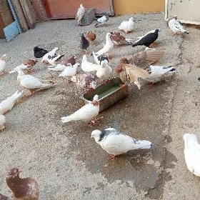 kepderi