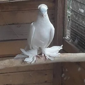 kepderi