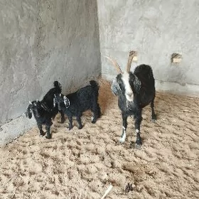 Owlakly geçi owlakly