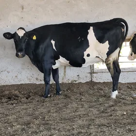 Arassa mallar