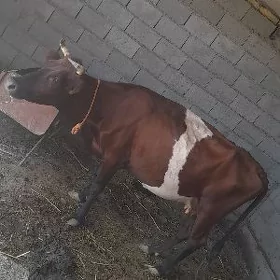 Sygyr göleli
