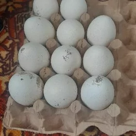 induk yumurga