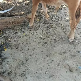 Okuzce