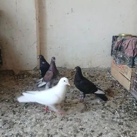 kepderi