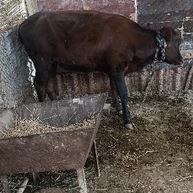 GULAJYN