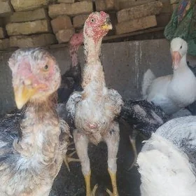 baysok jujeler