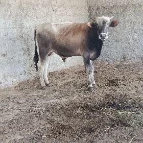 okuz ler