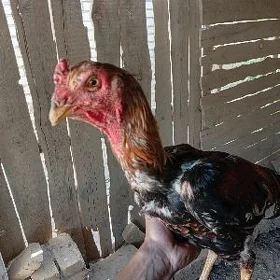 Baysow horaz