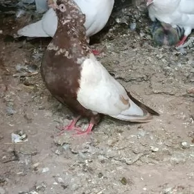 kepderi