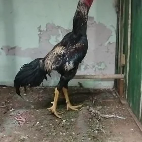 taṣ̌gent horaz