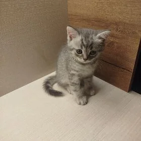 котёнок