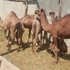 ogşuk