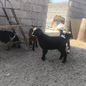 çewiş