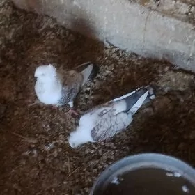 kepderi