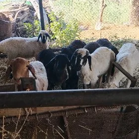 goyunlar