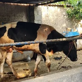 Golişteýin öküz