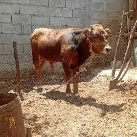 öküzçe
