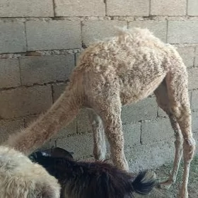 Кошек