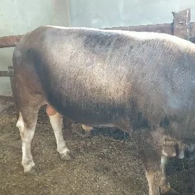 Bakylan okuz