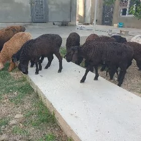 Gissar tokly