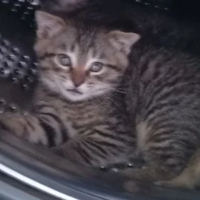 котята