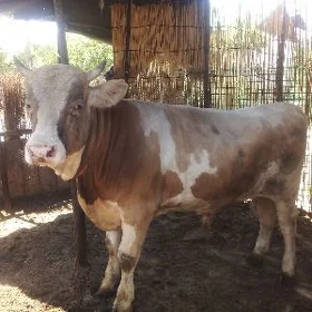 òkuz