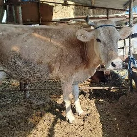 göleli sygir
